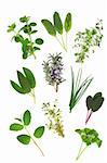 Herb leaf varieties of rosemary, parsley, oregano, lemon balm, chives, sage and thyme isolated over white background.