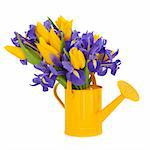 Yellow tulip and purple iris flower arrangement in a watering can isolated over white background.