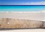 coconut palm tree trunk lying on turquoise beach sand