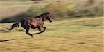 Panning image of a horse running in a fall field.The horse's breed is "Romanian Light heavy-weight".