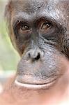 Orangutan Ben. A portrait of the young orangutan on a nickname Ben. Close up at a short distance