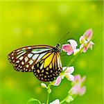 Parantica aspasia (Yellow Glassy Tiger) feeding on flower