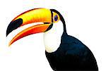 A beautiful portrait of a toucan against a white background.
