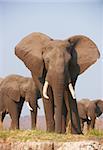 Large African elephants (Loxodonta Africana) eating in savanna in Botswana