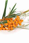 Cluster mature orange sea-buckthorn berries with leaves on a white