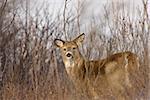 Whitetail Deer in Winter Saskatchewan Canada Cold freezing