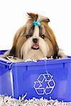 adorable shih tzu sitting in recycle bin on white background