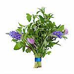 Herb leaf and flower posy  of lavender varieties, oregano, chive, rosemary, lemon balm,  eyebright and thyme varieties isolated over white background.
