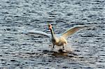 Shot of the flying mute swan - water skiing