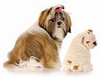 shih tzu and english bulldog puppies looking over their shoulder at viewer on white background