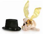 english bulldog puppy dressed as easter bunny laying beside top hat on white background