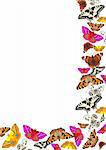 Flying butterflies on a white background