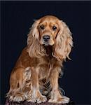 Muffin - English Cocker spaniel