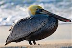 Pelican is walking on a Caribbean sea shore