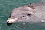 Dolfin swiming in resort pool  ready for permormance