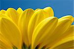 Macro view of yellow petals with blue sky background