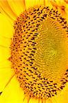 sunflower, macro