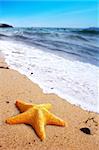 Starfish on a lonely beach. Summer holiday concept