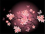 cherry blossom,  black background