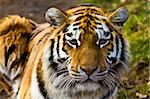 Closeup of tiger relaxing in the sun