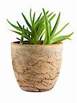 Aloe vera in a pot isolated on white background