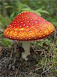 Bright red autumn fly agaric in grass, closeup