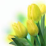 Bouquet of beautiful yellow tulips. EPS 8 vector file included