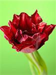 Beautiful red tulip flower over light green background