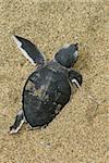 turtle give birth and get out from sand
