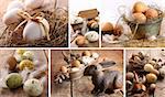 Collage of brown eggs images with straw and feathers for easter