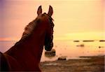 horse in suinset on the sea  outdoor evening