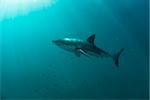 Great white shark underwater, Gansbaai, Western Cape, south Africa