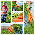 Collage of carrot farmer on his farm