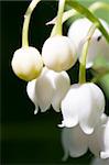 Lily of the valley. Macro view.