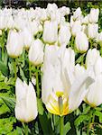 White Tulip Field