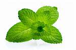 Green Mint on white background