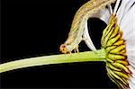 Macro - caterpillar eating the petals of daisy
