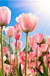 Colorful tulips under sunshine in a park,Location is the hot spring park,fuzhou,China.