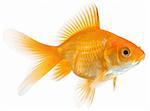 closeup of a single goldfish isolated on white background