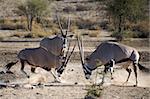 Gemsboks fighting in the Kalahari desert