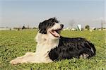 bearded collie laid down in the grass