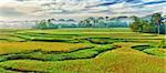 Panorama of the paddy rice field. Philippines