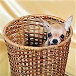 Funny Chihuahua puppy. The smallest breed of dog