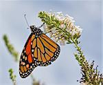 A Monarch Butterfly on a flower