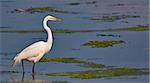 A great white egret standing in water in a marsh. This photo is in panoramic format.