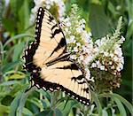 An Eastern Tiger Swallowtail (Papilio glaucus) butterfly on a flower in a garden