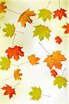 Autumn background - maple leafs falling down