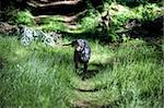 Black dog running in the forest