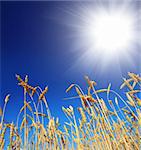 stems of the wheat under blue sky