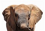 A picture of an elephant showing his trunk over white background